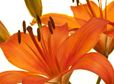 Lilies with Buds
